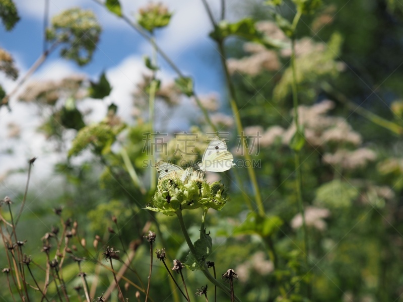 Zwei Schmetterlinge kämpfen um Blüte - Two Butterflies fight for food