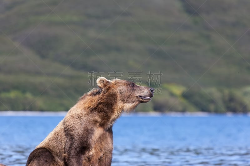 湖,棕熊,野外动物,可爱的,野生动物,肖像,哺乳纲,著名景点,蜂蜜,动物