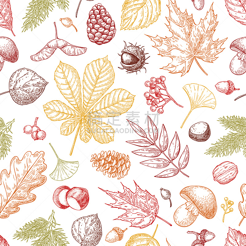 叶子,秋天,矢量,式样,浆果,fir cone,花楸浆果,橡树果,栗子,绘画插图