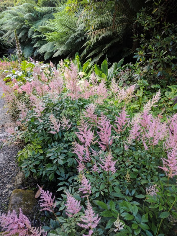 Astilbe