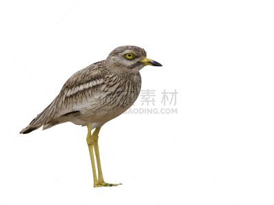 石鸻科,自然,野生动物,水平画幅,无人,杓鹬,鸟类,非洲,防水长靴,动物