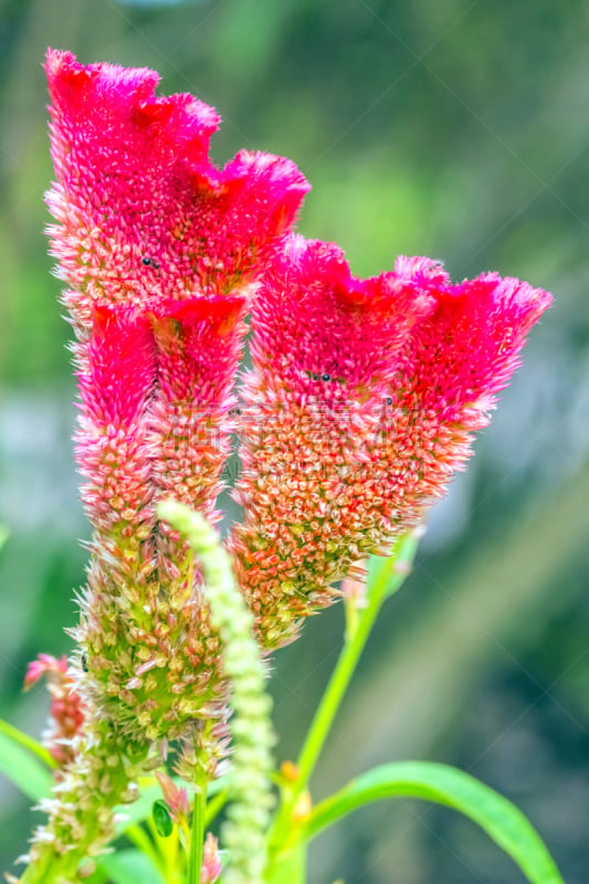 热带的花,印度姜花,紫姜,torch ginger,哥斯达黎加,垂直画幅,高视角,无人,热带雨林,户外