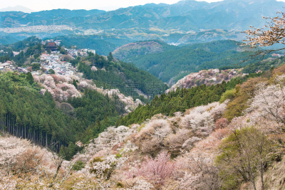 樱花,地形,日本,春天,奈良市,吉野山,里山,水平画幅,山,樱桃