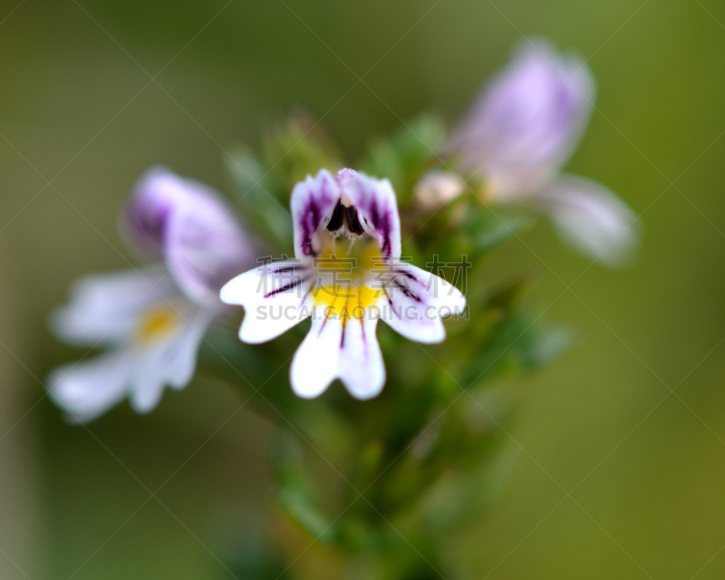 eyebright,鹭管鱼,特写,自然,indian pipe,野生动物,水平画幅,根部,无人,蓝色