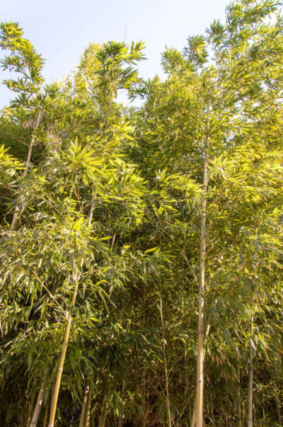 竹,植物群,庆州市,垂直画幅,美,公园,无人,户外,韩国,冬天