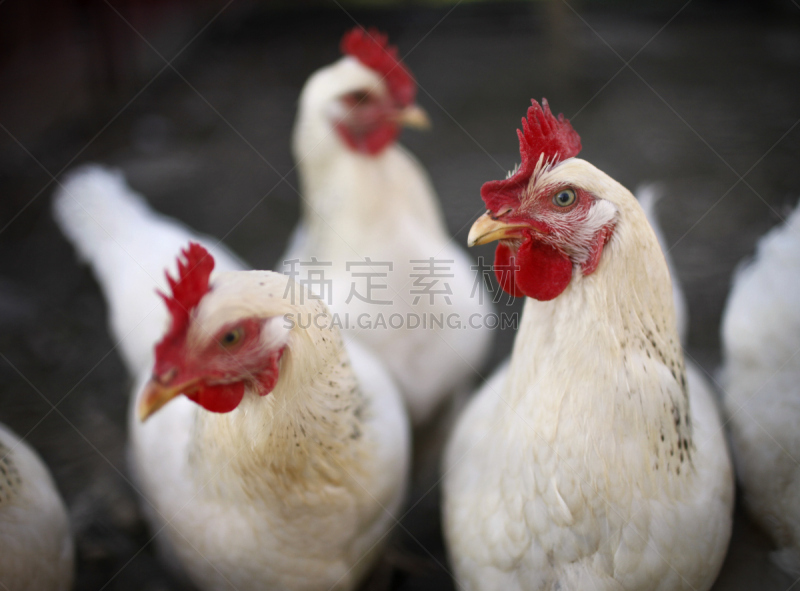 白色,鸡,白来杭鸡,动物围栏,水平画幅,鸡蛋,无人,家禽,有机食品,躺