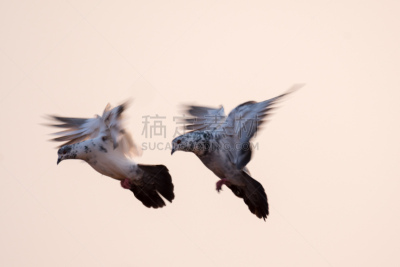 斑鸠,四只动物,组图,迅速,公园,翅膀,动物,鸟类,户外,天空