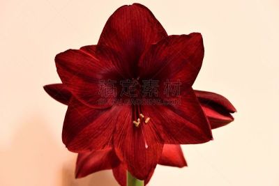 孤挺花,黑珍珠,红色,图像,室内植物,英国,枝繁叶茂,色彩鲜艳,花瓣,无人