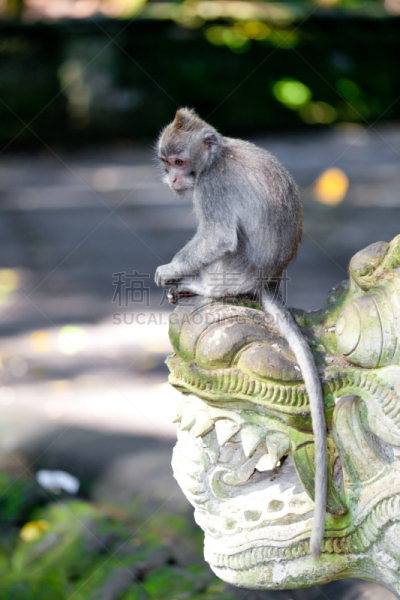 猴子,森林,巴厘岛,bay colobus monkey,长尾猕猴,猕猴,驯养动物,香蕉树,贪欲,垂直画幅