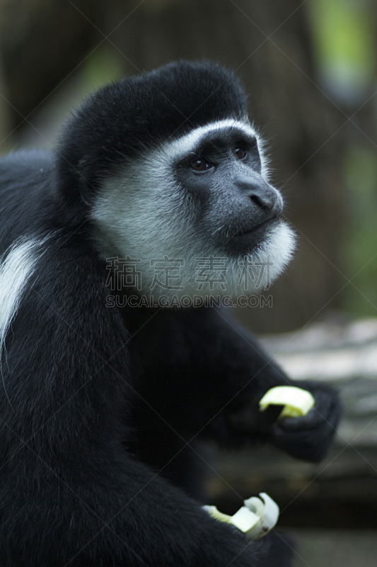 black and white colobus,垂直画幅,葱,食草动物,非洲,哺乳纲,2015年,动物毛发,黑白图片,灵长目