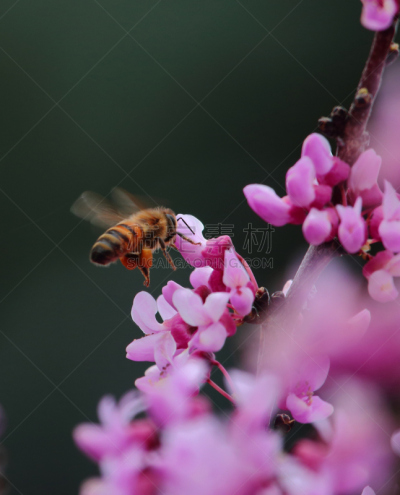 蜜蜂,花粉,充满的,动物腿,篮子,花粉篮,嗡嗡响的,工蜂,螫针,丹佛
