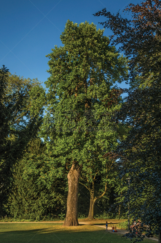 Leafy trees and people having leisure time in a park at sunset in Tielt.