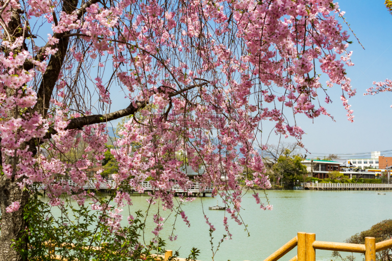 京都市,日本,樱桃树,垂枝日本早樱,婚纱秀,闪光灯,荧光色,花见节,樱花,水平画幅