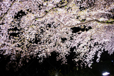 调布市,东京,河流,日本,樱桃树,正下方视角,野川公园,亚洲樱桃树,花见节,樱花