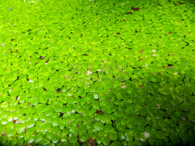 水蕨,浮萍,动物的鳞,水,苔藓,半空中,性格,轻轻浮起,夏天,水栖哺乳动物