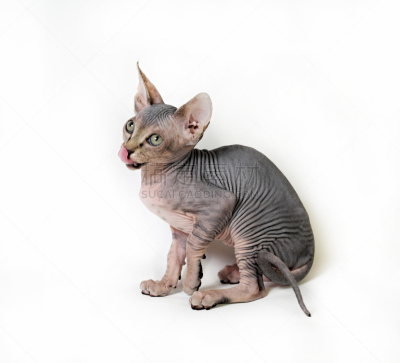猫,斯芬克斯,白色背景,可爱的,宠物,背景分离,肖像,图像,猫科动物,一只动物