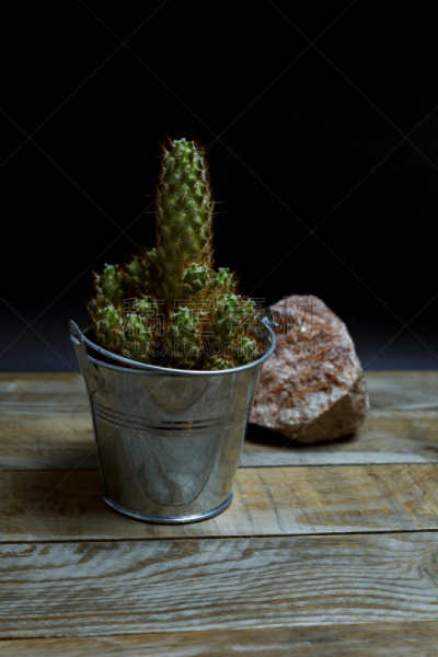 Spiny cactus in a galvanized steel pot