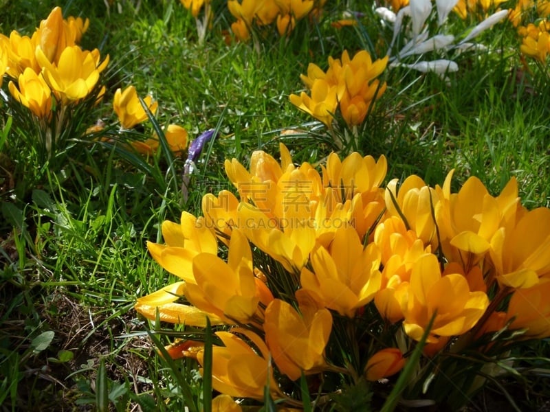 Polfilter, Frühblüher, Wiesenblume, Gartenblume,