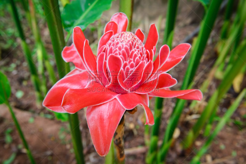 torch ginger,红色,姜科,热带的花,美,水平画幅,巨大的,生物学,生姜,特写