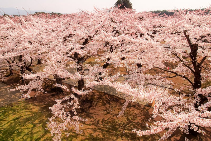 春天,日本,樱花,五棱郭,函馆,要塞,北海道,充满的,公园,樱桃