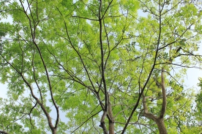 枝,叶子,绿色,一个物体,枝繁叶茂,草,树干,植物,twiggy,2015年