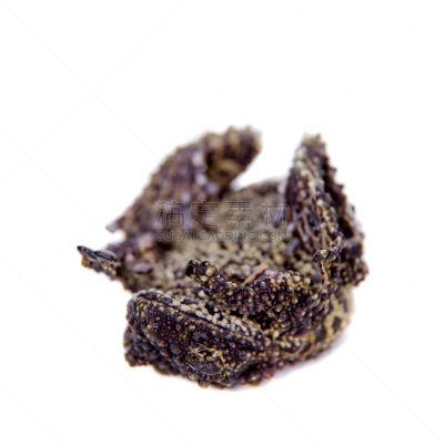 苔藓,青蛙,白色,分离着色,越南苔藓蛙,草丛,疣,留白,褐色,注视镜头