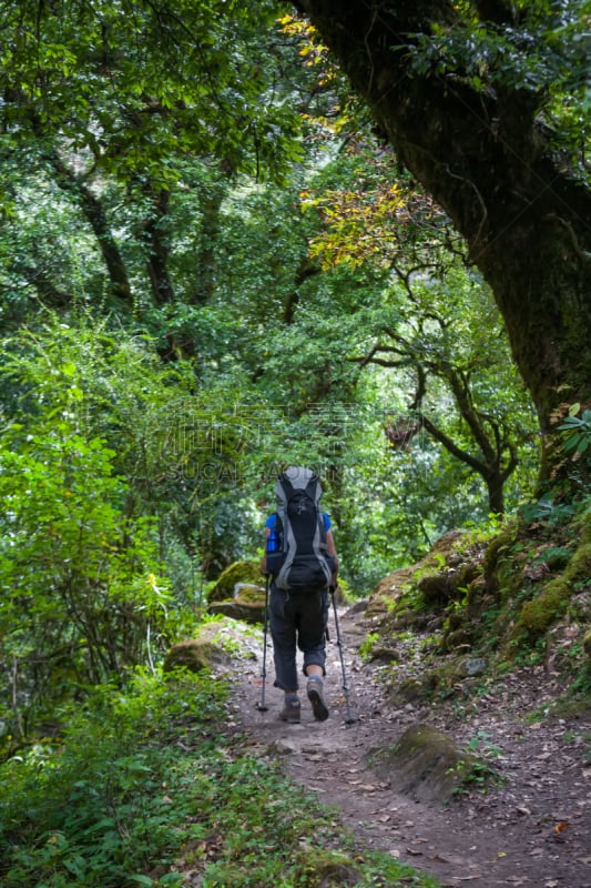 徒步旅行,森林,电路板,喜马拉雅山脉,垂直画幅,旅行者,夏天,户外,草,植物