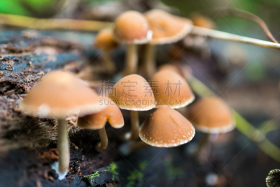 死的,蘑菇,木制,树桩,水平画幅,罗马尼亚,鳃,无人,子结构,欧洲