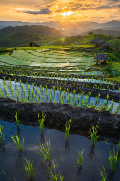 泰国,水稻梯田,秧苗,田地,北,农业,自然,山脊,垂直画幅,曙暮光
