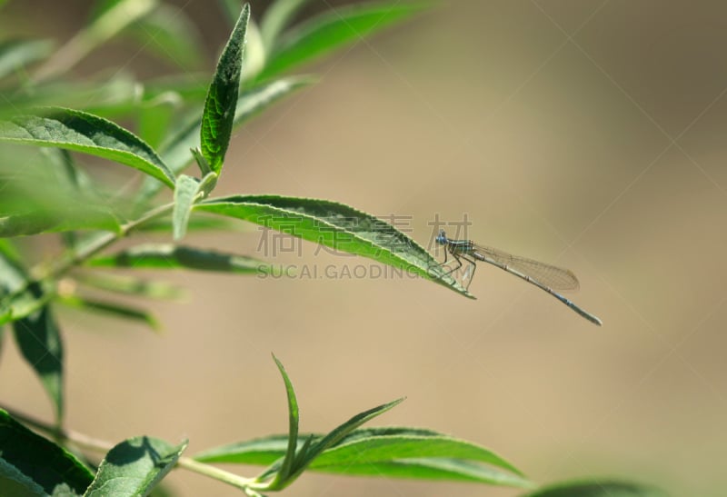 蜻蜓,植物,蔓藤蛇,蛇,水平画幅,无人,有机食品,乌克兰,节肢动物,夏天