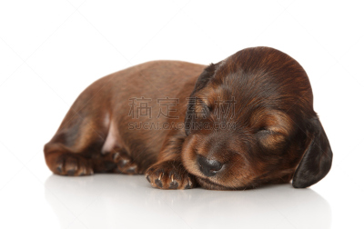 小狗,腊肠犬,白色背景,褐色,纯种犬,水平画幅,小的,可爱的,肖像,长毛猎肠犬