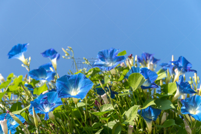 天空,牵牛花,蓝色,美,留白,creeping bluet,水平画幅,无人,早晨,户外