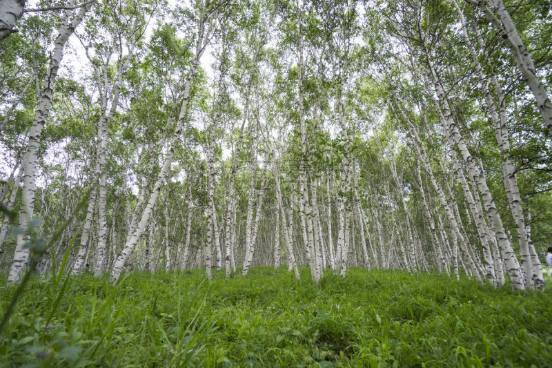 白桦,自然,水平画幅,绿色,夏天,草,植物,平原,2015年,枝