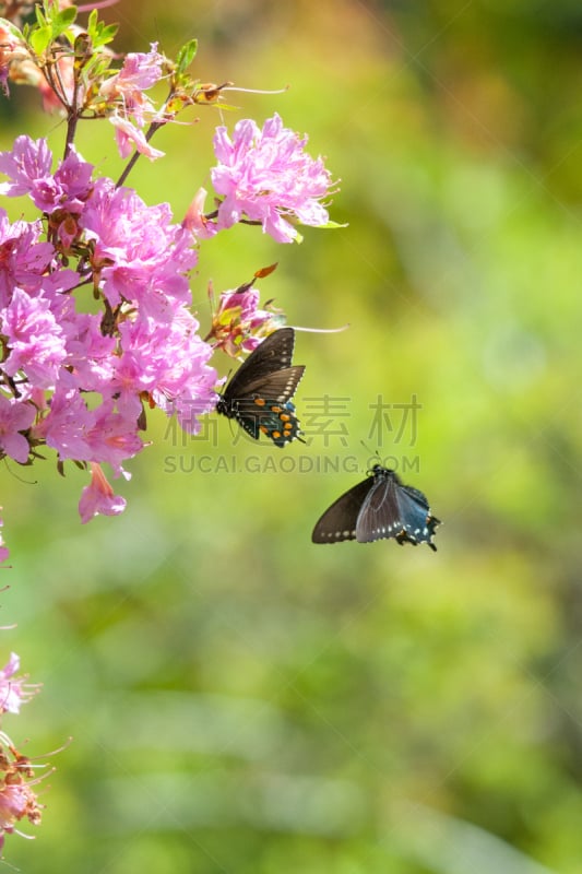 pipevine swallowtail butterfly,粉色,两只动物,几乎,凤尾蝶,垂直画幅,蝴蝶,动物身体部位,翅膀,杜鹃花属