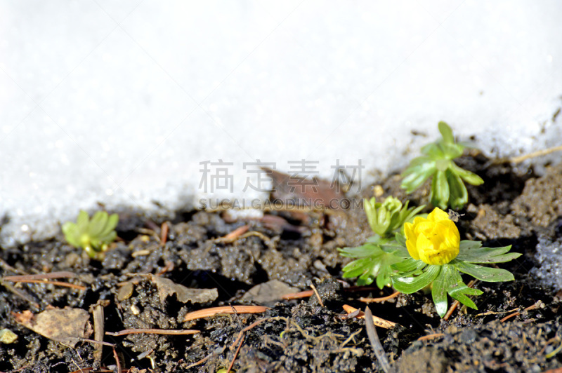 冬乌头,乌头属植物,雪花莲,水平画幅,无人,户外,特写,花束,植物,冬天