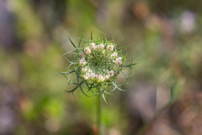 胡萝卜,queen annes lace,清新,春天,植物,背景,野胡萝卜花,夏天,户外,草地
