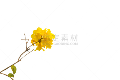 花头,泉,黄色,分离着色,白色背景,大都会人寿体育中心,弹出式商店,运动场,美,花