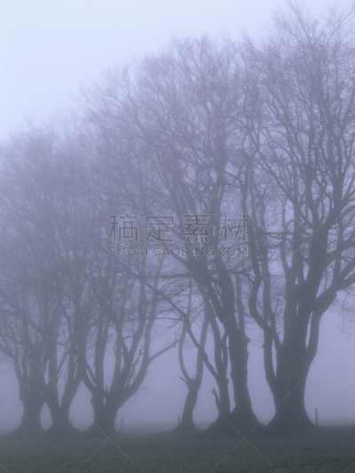 dartmoor,雾,德文郡,灌木林,垂直画幅,无人,山毛榉树,早晨