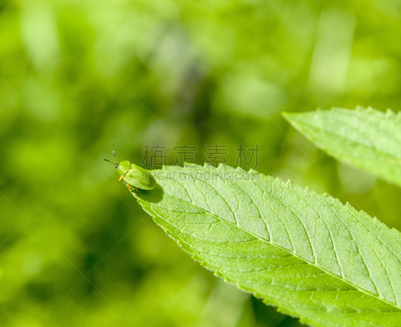 绿色,龟甲虫,自然,非都市风光,水平画幅,枝繁叶茂,无人,叶甲虫,夏天,户外