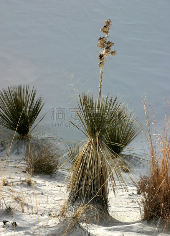 肥皂树,石膏肥料,丝兰,垂直画幅,天空,沙子,透过窗户往外看,旅行者