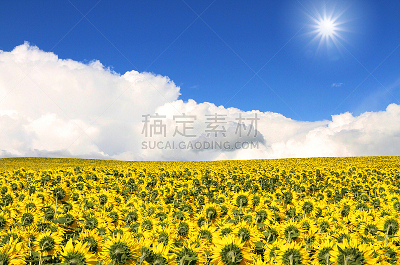 天空,田地,蓝色,向日葵,在下面,水平画幅,无人,云,日光,摄影