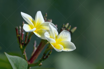 Tiare Flower in Nepal