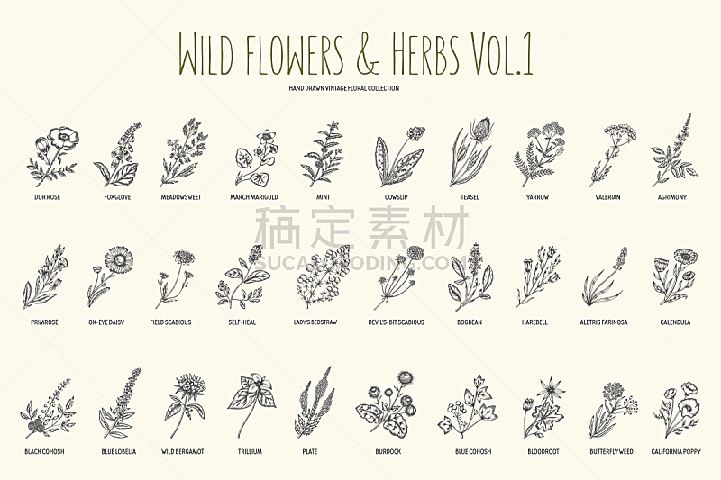 草本,手,一个物体,野花,音量旋钮,草药,植物学,维多利亚女王时代风格,美,艺术