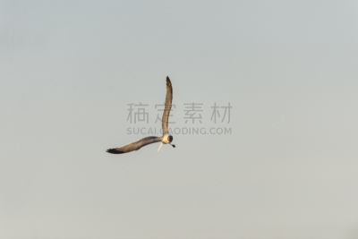 黑面海鸥,地面,鸟巢,在上面,马萨诸塞,普里茅思,新英格兰,野生动物,大西洋,草