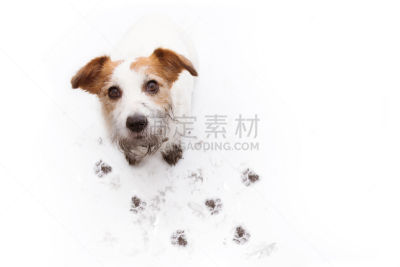杰克拉瑟短腿犬,高视角,肮脏的,狗,白色背景,水坑,爪印,进行中,分离着色,混沌