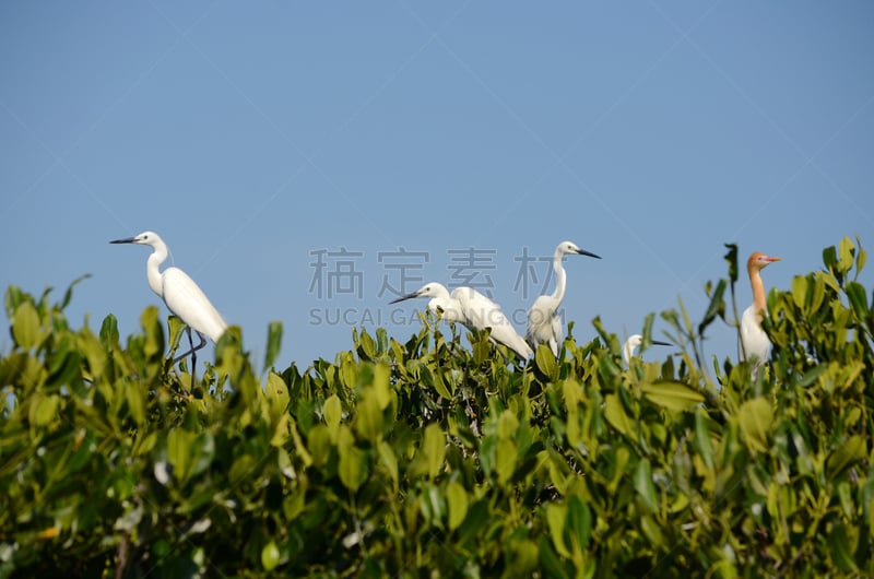 红树林,大白鹭,热带气候,野生动物,环境,白鹭,鹳,脖子,牛白鹭,池塘