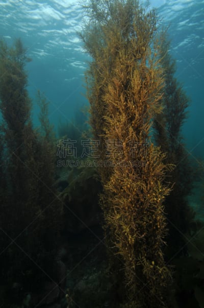 水下,海湾,垂直画幅,水,褐色,沙子,无人,在底端,草,奥克兰