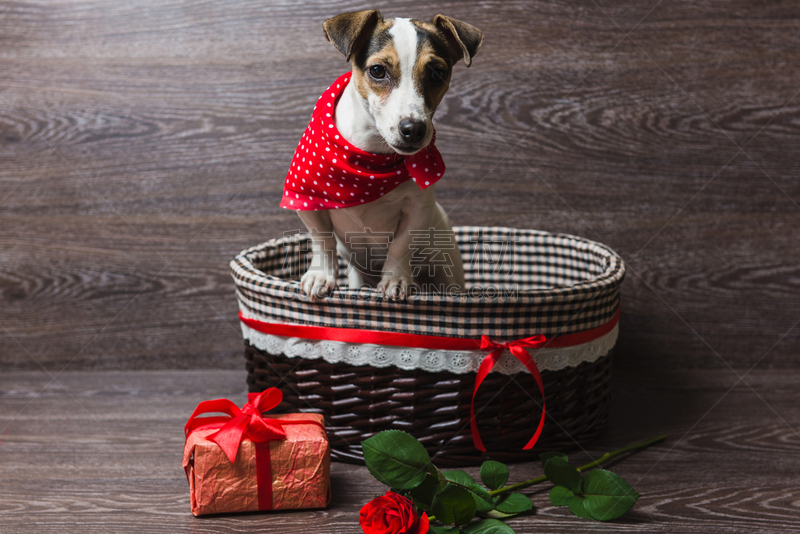 杰克拉瑟短腿犬,褐色,篮子,福克斯猎狐犬,花色丝质大手帕,梗犬,短发,新的,水平画幅