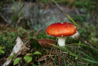 水平画幅,苔藓,巨大的,风险,户外,云杉,毒蘑菇,真菌,伞形毒菌,松科
