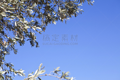 油橄榄树,留白,水平画幅,素食,无人,户外,特写,工业,希腊,植物